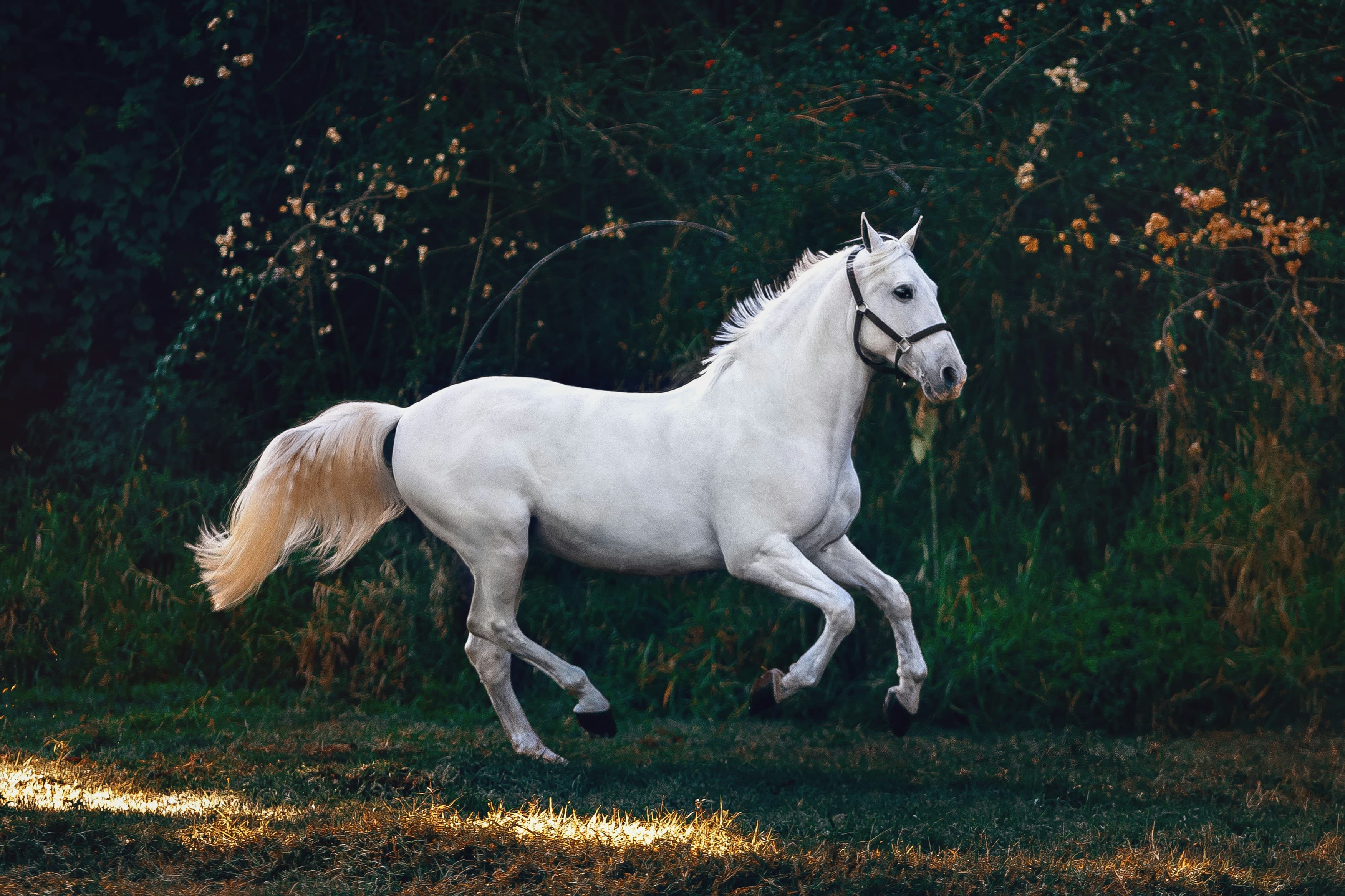 A white horse galloping at dusk